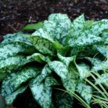 Pulmonaria 'Baby Blue'