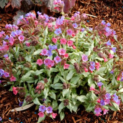 Pulmonaria 'Berries and Cream'