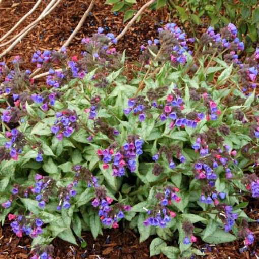 Pulmonaria 'Cotton Cool'