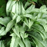 Pulmonaria 'Cotton Cool'