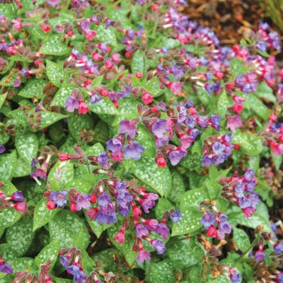 Pulmonaria 'Dark Vader'