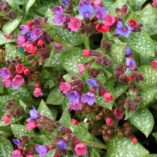 Pulmonaria 'Dark Vader'