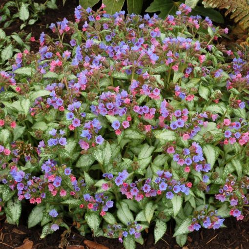 Pulmonaria 'Excalibur'