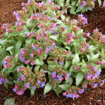 Pulmonaria 'Excalibur'