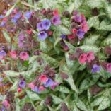 Pulmonaria 'High Contrast'