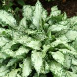 Pulmonaria 'High Contrast'