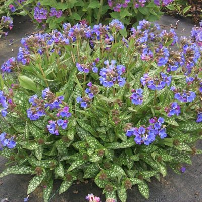 Pulmonaria 'Little Star'