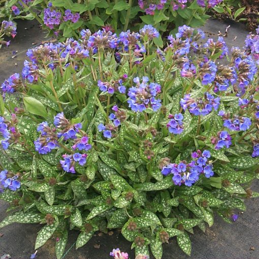 Pulmonaria 'Little Star'