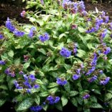 Pulmonaria 'May Bouquet'