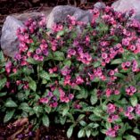 Pulmonaria 'Mountain Magic'