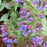 Pulmonaria 'Northern Lights'