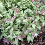 Pulmonaria 'Northern Lights'