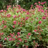 Pulmonaria 'Raspberry Splash'