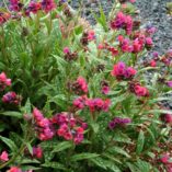 Pulmonaria 'Raspberry Splash'