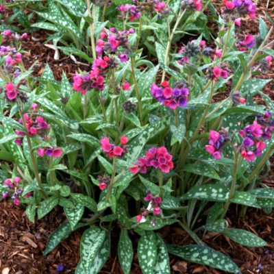 Pulmonaria 'Raspberry Splash'