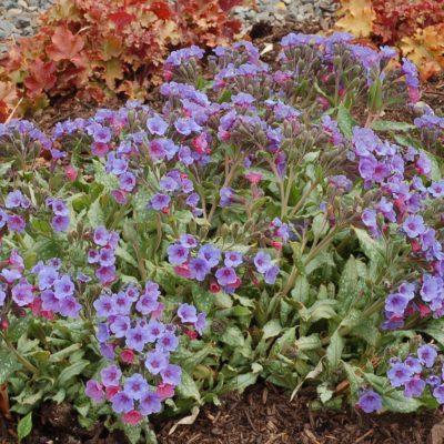 Pulmonaria 'Silver Shimmers'