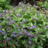 Pulmonaria 'Silver Streamers'