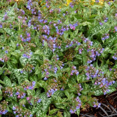 Pulmonaria 'Trevi Fountain'