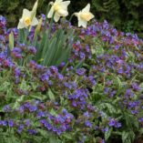 Pulmonaria 'Trevi Fountain'