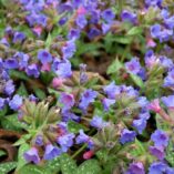 Pulmonaria 'Trevi Fountain'