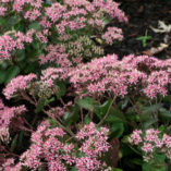 Sedum 'Cloud Walker'