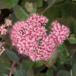 Sedum 'Cloud Walker'