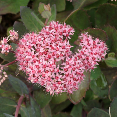 Sedum 'Cloud Walker'