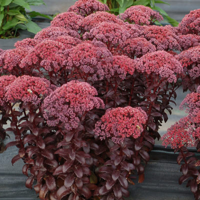 Sedum 'Dark Magic'