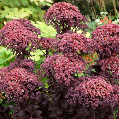 Sedum 'Dark Magic'