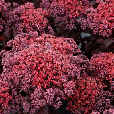 Sedum 'Dark Magic'