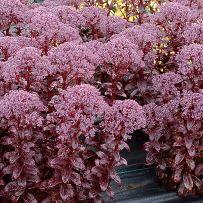 Sedum 'Dark Magic'