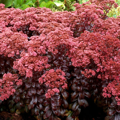 Sedum 'Dark Magic'