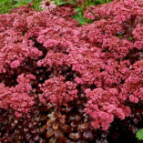 Sedum 'Dark Magic'