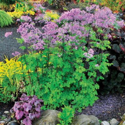 Thalictrum 'Black Stockings'