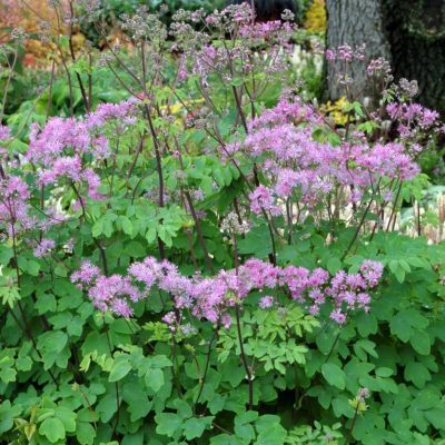 Thalictrum 'Black Stockings'