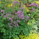 Thalictrum 'Black Stockings'