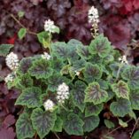 Tiarella 'Appalachian Trail'