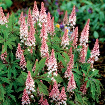 Tiarella 'Pink Skyrocket'