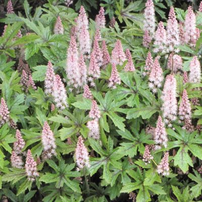 Tiarella 'Pink Skyrocket'