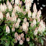 Tiarella 'Pink Skyrocket'