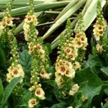 Verbascum 'Dark Eyes'