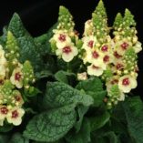 Verbascum 'Dark Eyes'