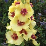 Verbascum 'Dark Eyes'