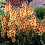 Verbascum 'Honey Dijon'