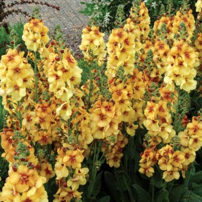 Verbascum 'Honey Dijon'