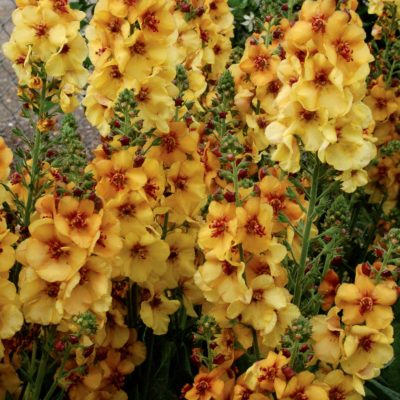 Verbascum 'Honey Dijon'