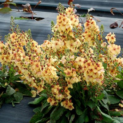 Verbascum 'Honey Dijon'