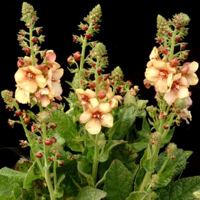 Verbascum 'Honey Dijon'