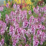 Verbascum 'Lavender Lass'