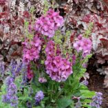 Verbascum 'Plum Smokey'